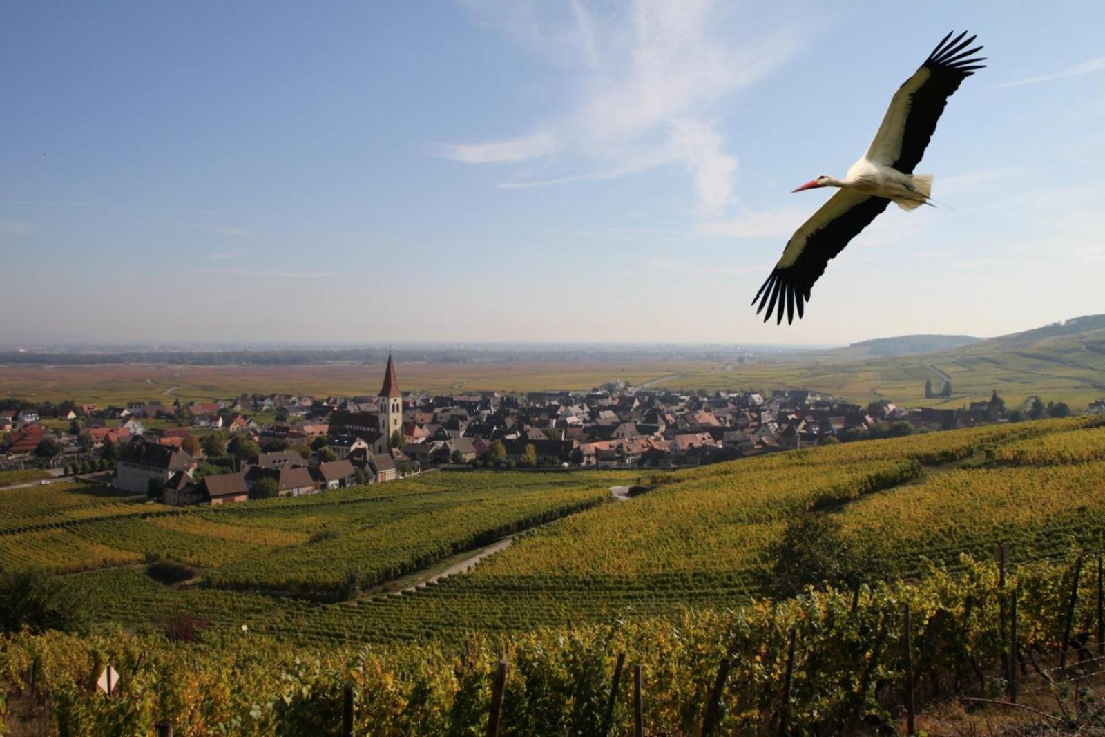 Les Chambres Du Vignoble Амершвир Экстерьер фото